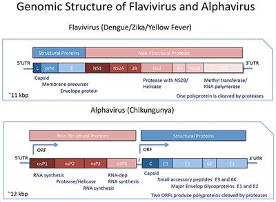 The Challenges Imposed by Dengue, Zika, and Chikungunya to Brazil